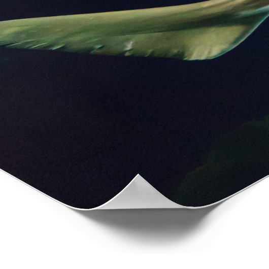 Strikter Sawfish Poster (Ecke)