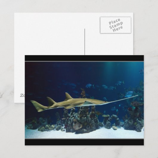 Strikter Sawfish Postkarte (Vorne/Hinten)