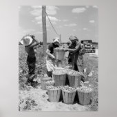 String Bean Pickers in Maryland: 1937 Poster (Vorne)