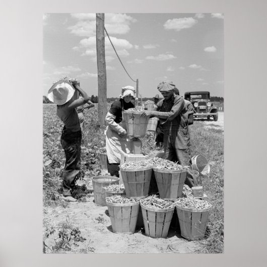 String Bean Pickers in Maryland: 1937 Poster (Vorne)