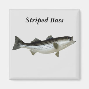 Strip Bass Magnet