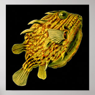 Strip Cowfish Ernst Haeckel Kunst Poster