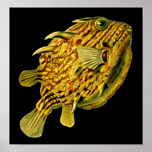 Strip Cowfish Ernst Haeckel Kunst Poster (Vorne)