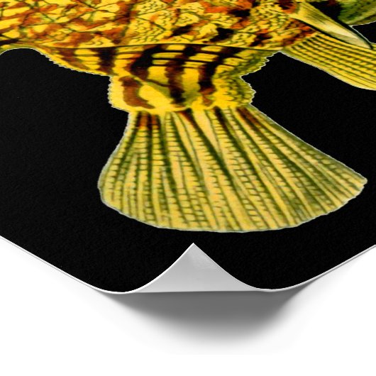 Strip Cowfish Ernst Haeckel Kunst Poster (Ecke)