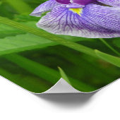 Strip Iris Poster (Ecke)