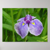 Strip Iris Poster (Vorne)