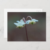 Strip Wintergreen Pipsissewa Wildblume Postkarte (Vorne/Hinten)