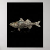 Striped B Fishing  Poster (Vorne)