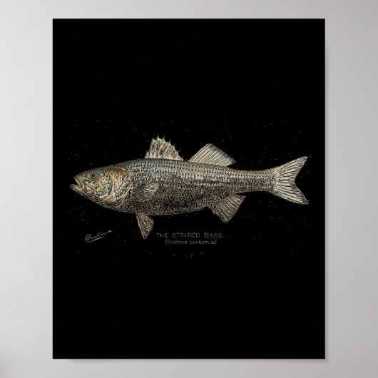 Striped B Fishing Poster (Vorne)