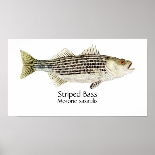 Striped Bass Art Poster (Vorne)