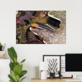 Striped Blenny Poster (Heimbüro)