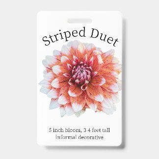 Striped Duet Dahlia ID Abzeichen Ausweis