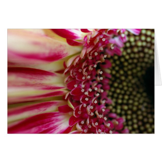 Striped Gerbera Peddles Card (Vorderseite (Horizontal))