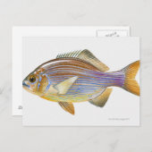 Striped Seaperch Postkarte (Vorne/Hinten)