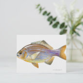 Striped Seaperch Postkarte (Stehend Vorderseite)