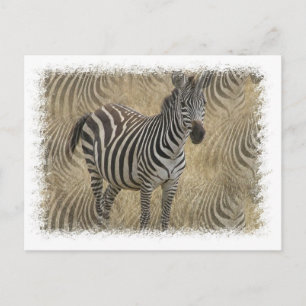 Striped Zebra Postcard Postkarte