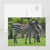 Stripes go with Everything! Postkarte (Vorne/Hinten)