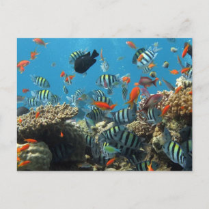 Stripey Tropical Fish Coral Chaos Feiertagspostkarte