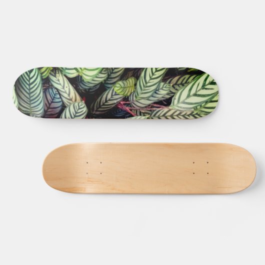 Stripte Blätter Skateboard (Horizontal)