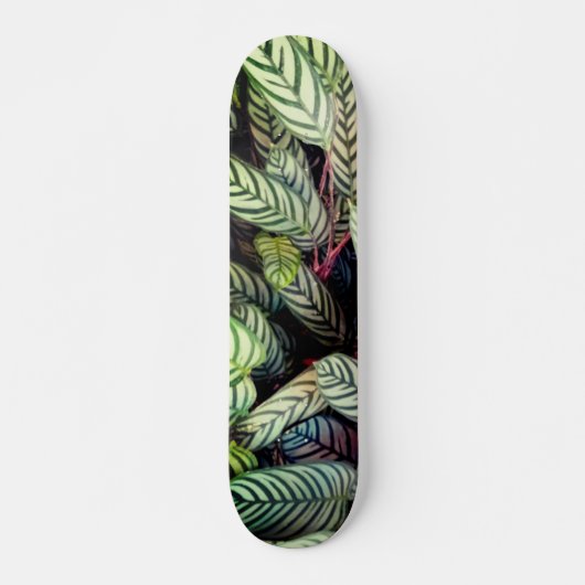 Stripte Blätter Skateboard (Vorne)