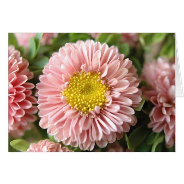 Strohblumen (Vorderseite (Horizontal))