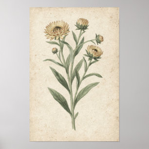 Strohblumen Botanischer Kunstdruck Poster