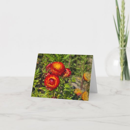 Strohblumen Karte (Vorderseite)