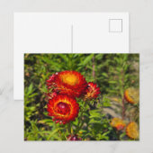 Strohblumen Postkarte (Vorne/Hinten)