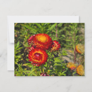 Strohblumen Postkarte
