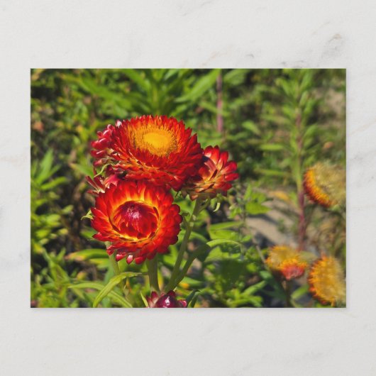 Strohblumen Postkarte (Vorderseite)