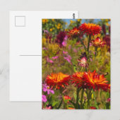 Strohblumen Postkarte (Vorne/Hinten)