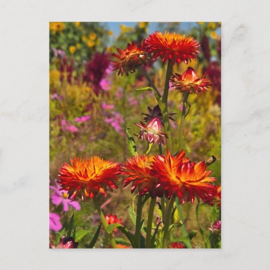 Strohblumen Postkarte (Vorderseite)