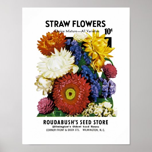 Strohblumen Samenpaket Etikett Poster (Vorne)