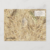 StrohHintergrund Postkarte (Rückseite)