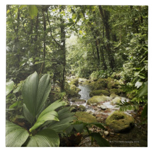 Strom im Regenwald, Dominica Fliese
