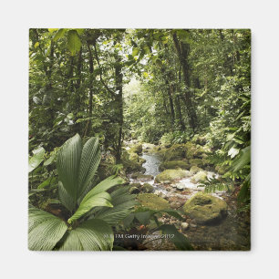Strom im Regenwald, Dominica Magnet