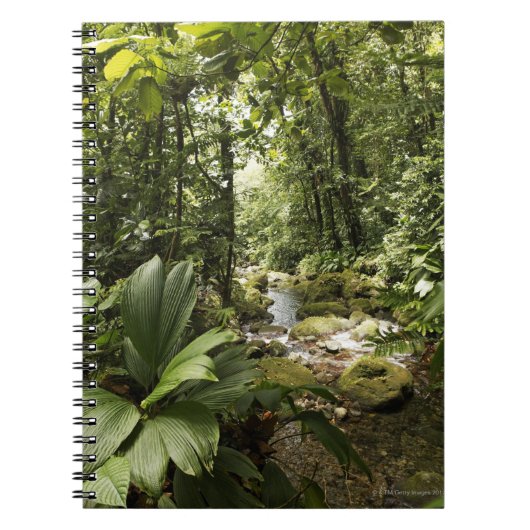 Strom im Regenwald, Dominica Notizblock (Vorderseite)