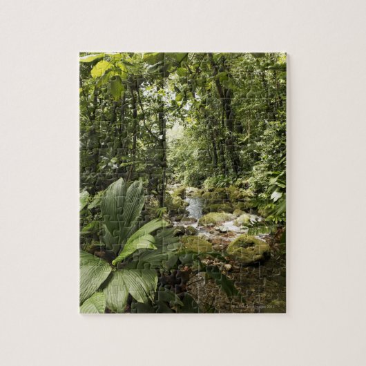 Strom im Regenwald, Dominica Puzzle (Vertikal)