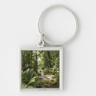 Strom im Regenwald, Dominica Schlüsselanhänger