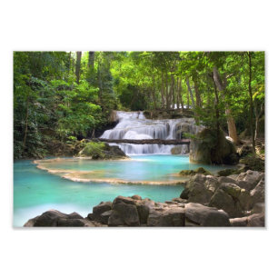 Strom im tropischen Wald Fotodruck