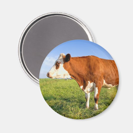 Strong Friesian Kuh Magnet (Vorderseite/Rückseite)