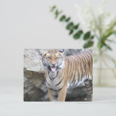 Strong Tiger Postkarte (Stehend Vorderseite)