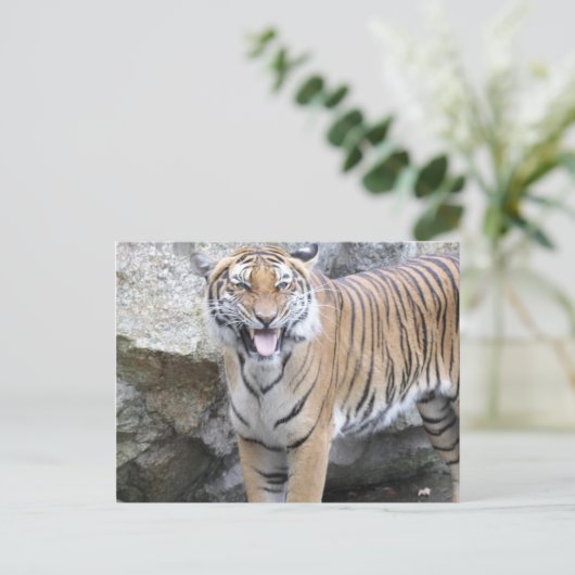 Strong Tiger Postkarte (Stehend Vorderseite)