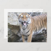 Strong Tiger Postkarte (Vorne/Hinten)