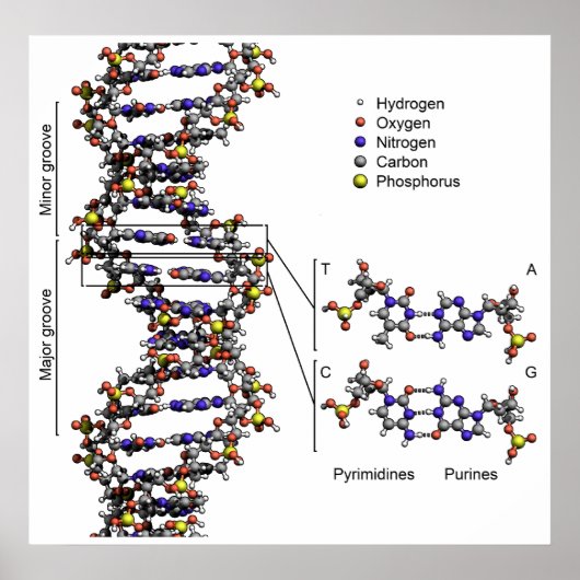 Struktur der DNA-Deoxyribonukleinsäure-Diagramm Poster (Vorne)