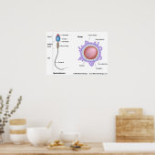 Struktur der Eizellen und Spermien Poster (Küche)