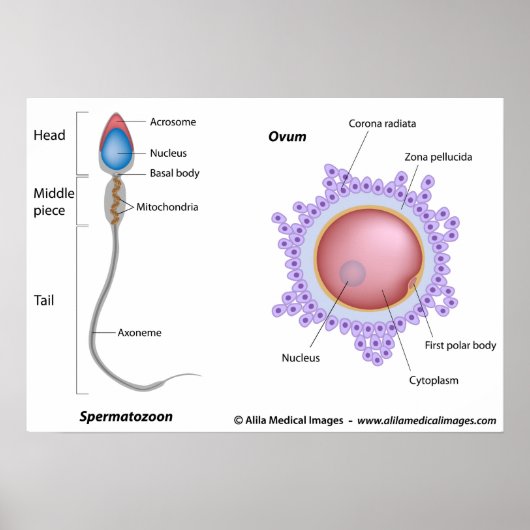 Struktur der Eizellen und Spermien Poster (Vorne)