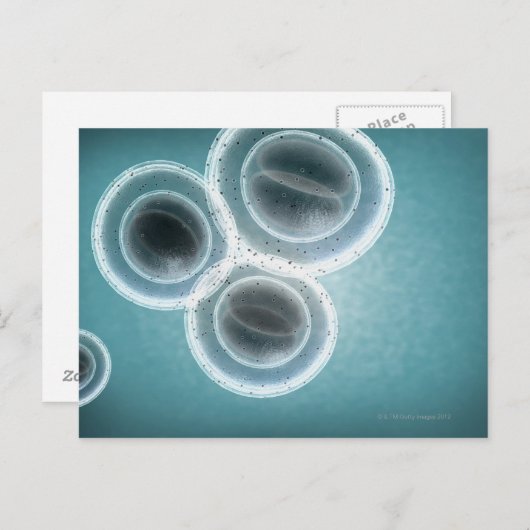 Struktur der MRSA Postkarte (Vorne/Hinten)