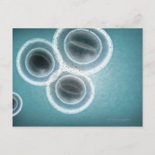 Struktur der MRSA Postkarte