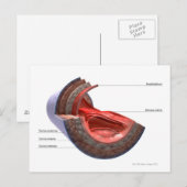 Struktur der Venenwand Postkarte (Vorne/Hinten)